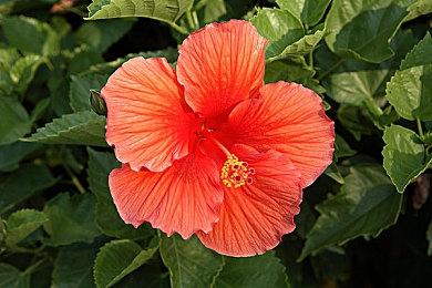 《最终幻想14》吉田P暗示未来或将和系列其他作品联动